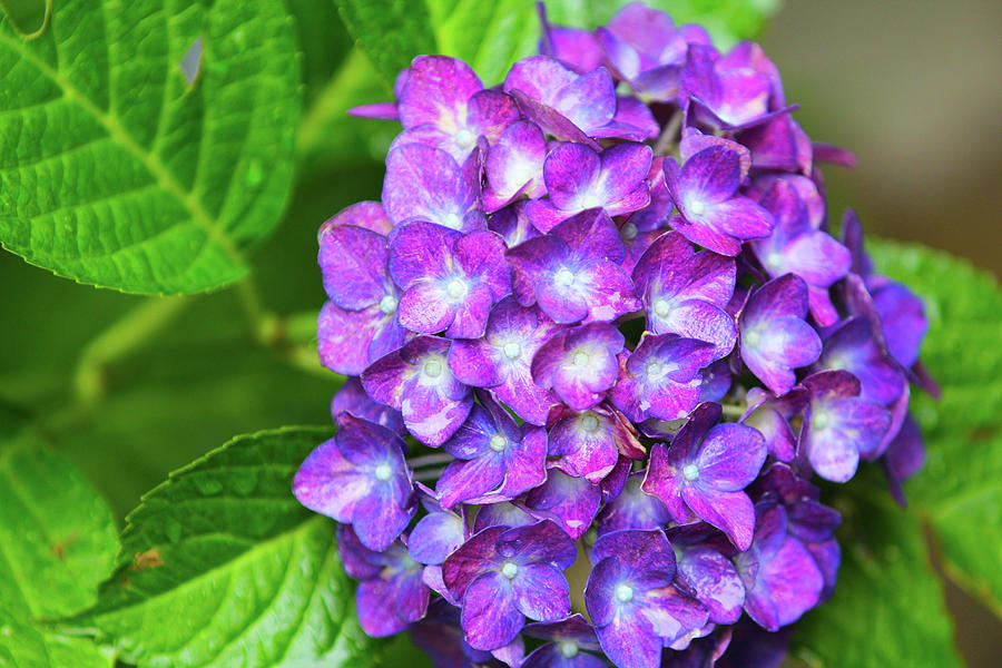 Purple Hydrengea Photograph by Margaret Centorcelli - Fine Art America