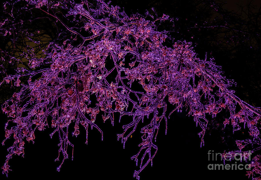 Purple Ice Photograph by Reynaldo BRIGANTTY