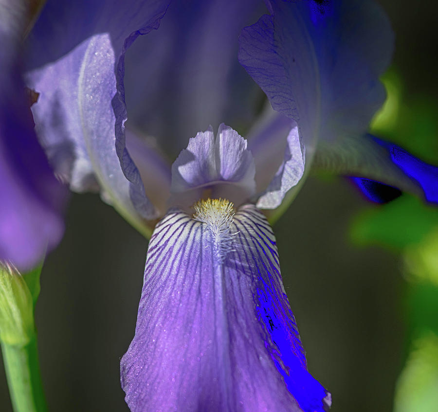 Purple Iris #2 Photograph by Alan Goldberg