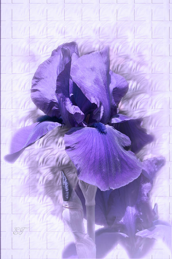 Purple Iris 2 Photograph by Elaine Teague