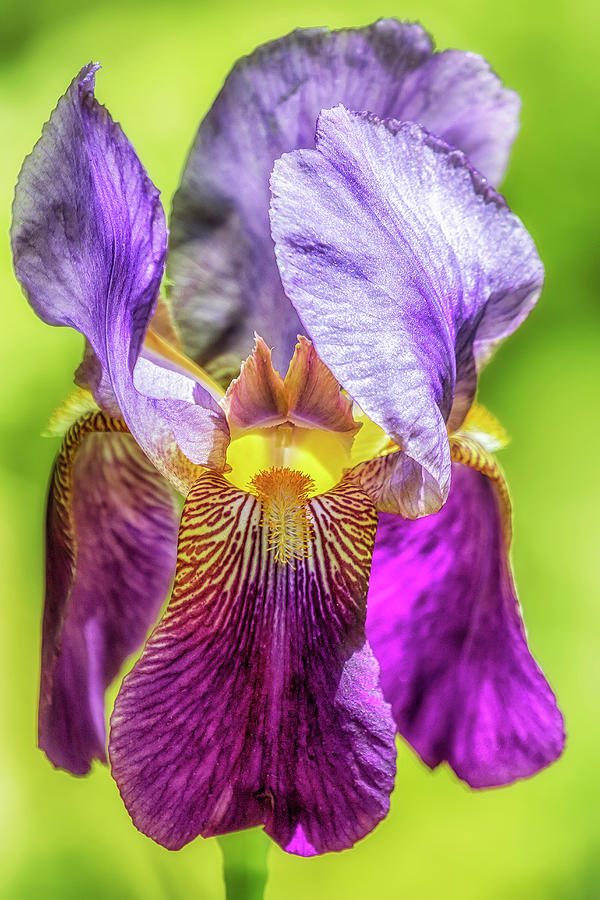 Purple Iris 2018 Photograph by Belinda Greb