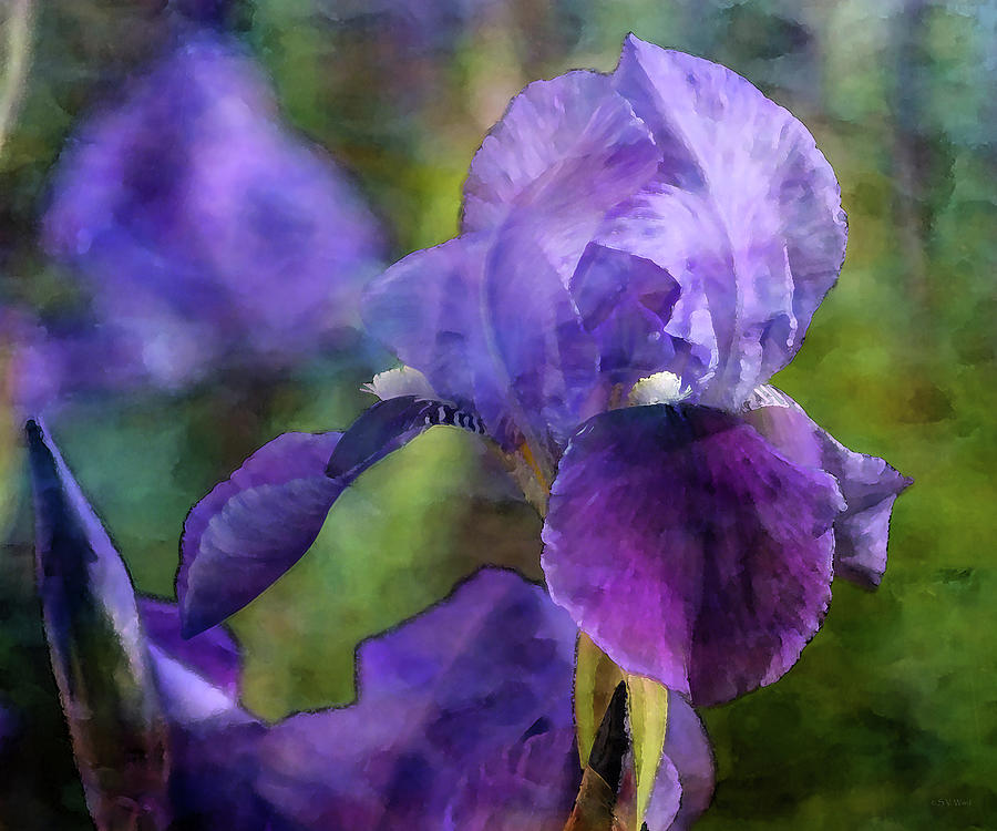 Purple Iris 21 7739 Idp_2 Photograph
