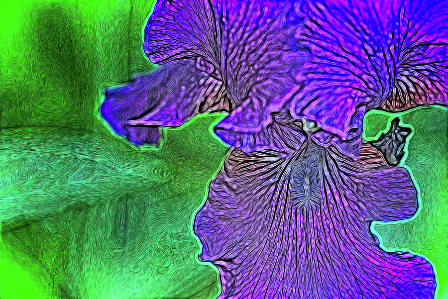 Purple Iris #3 Photograph by Alan Goldberg