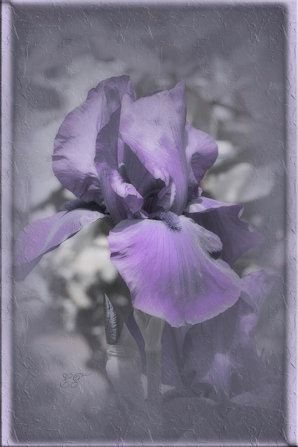 Purple Iris 3 Photograph by Elaine Teague