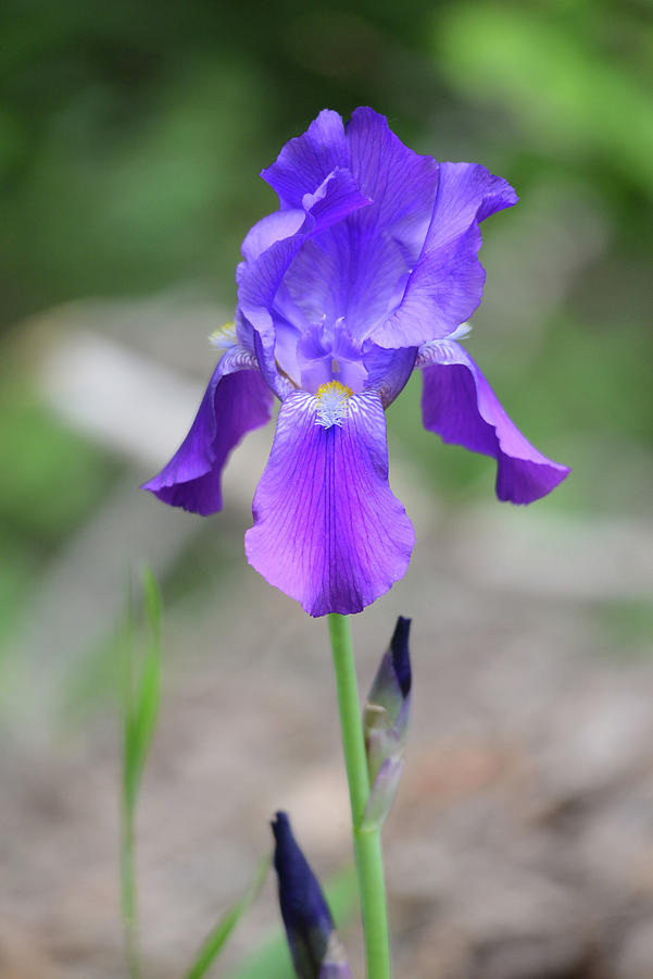 Purple Iris 3 Photograph by Whispering Peaks Photography