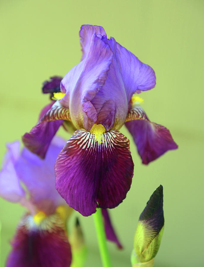 Purple Iris 4 Photograph by Whispering Peaks Photography