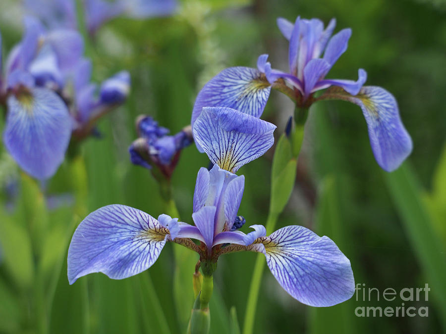 Purple Iris Photograph by Adrienne Franklin