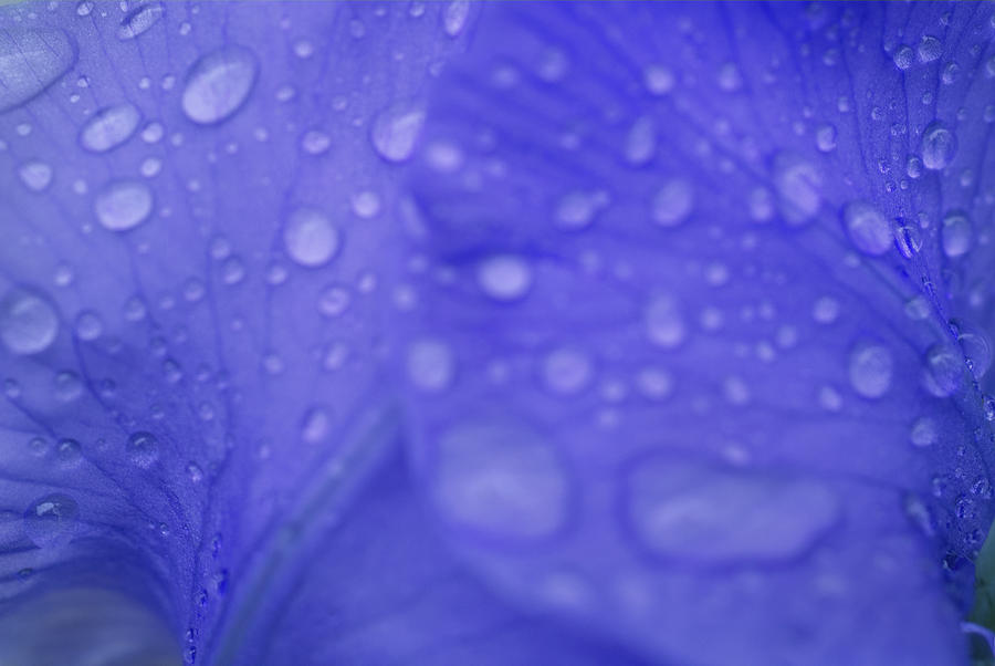Purple Iris After Rain Photograph