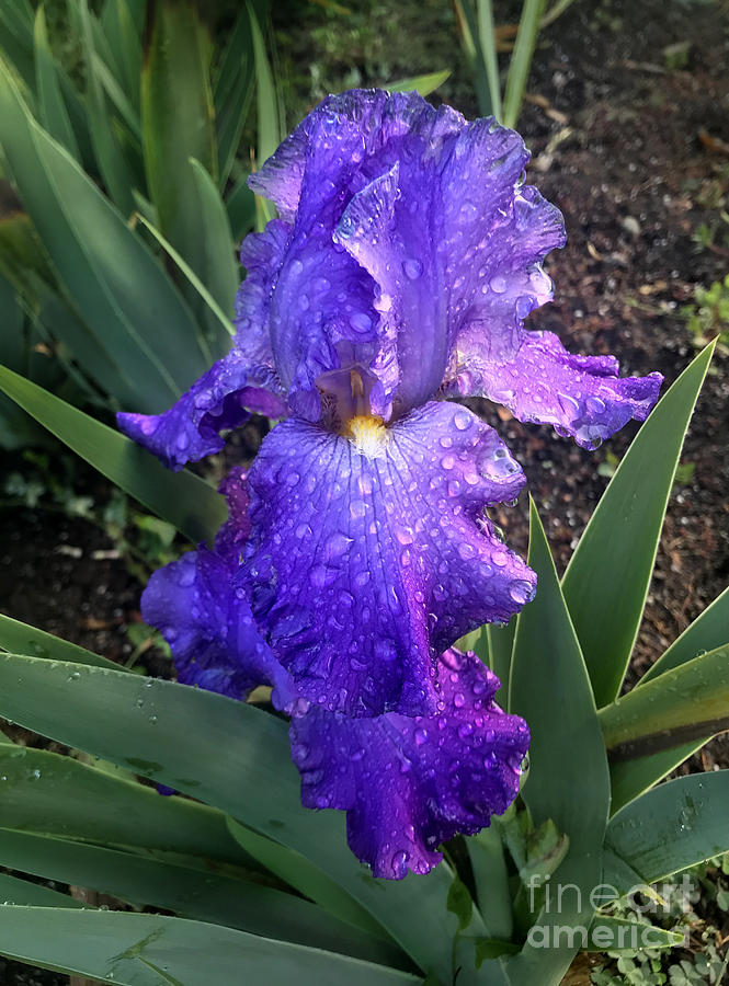 Purple Iris After The Rain Photograph By Sofia Goldberg Fine Art America 5999