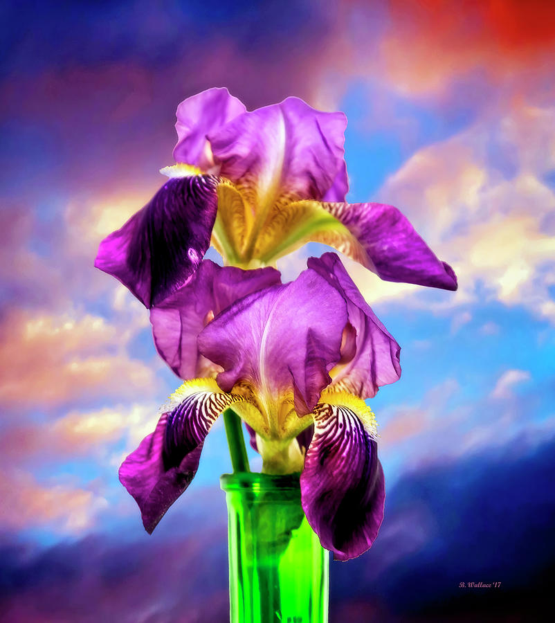 Purple Iris Against A Purple Sky Photograph by Brian Wallace