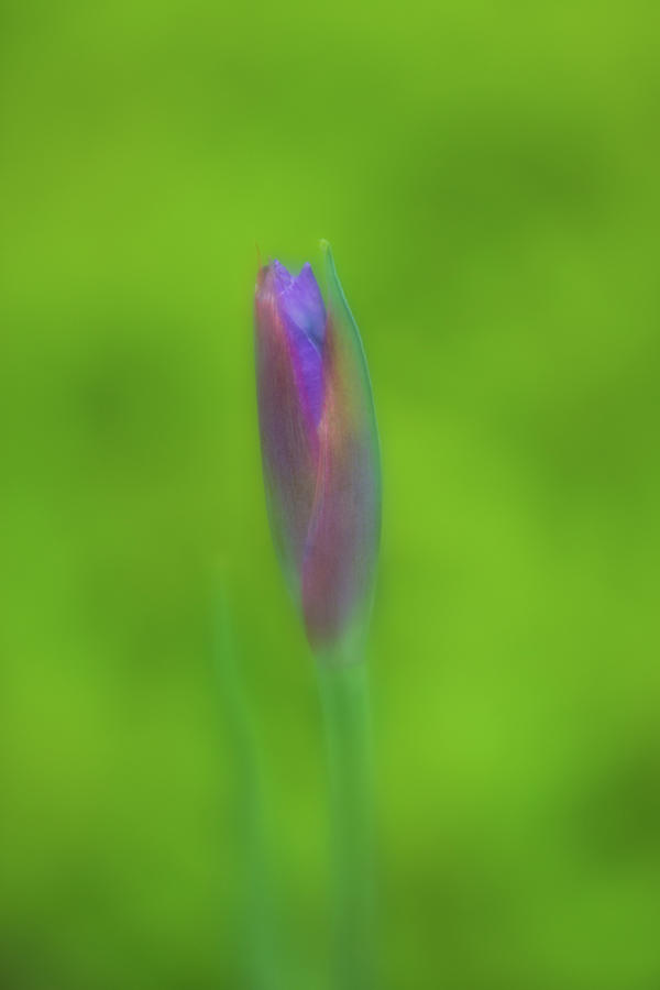 Purple Iris Against Green  Photograph by Liz Albro