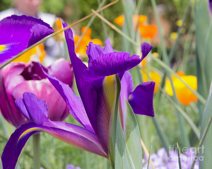 Purple iris Photograph by Agnes Caruso