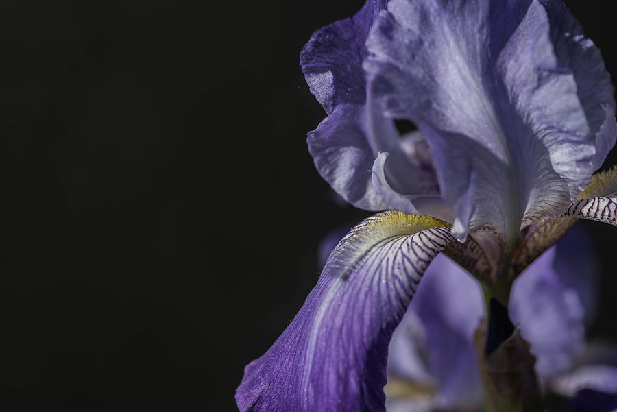 Purple Iris Photograph by Alan Goldberg