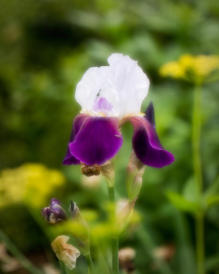Purple Iris Photograph by Allin Sorenson