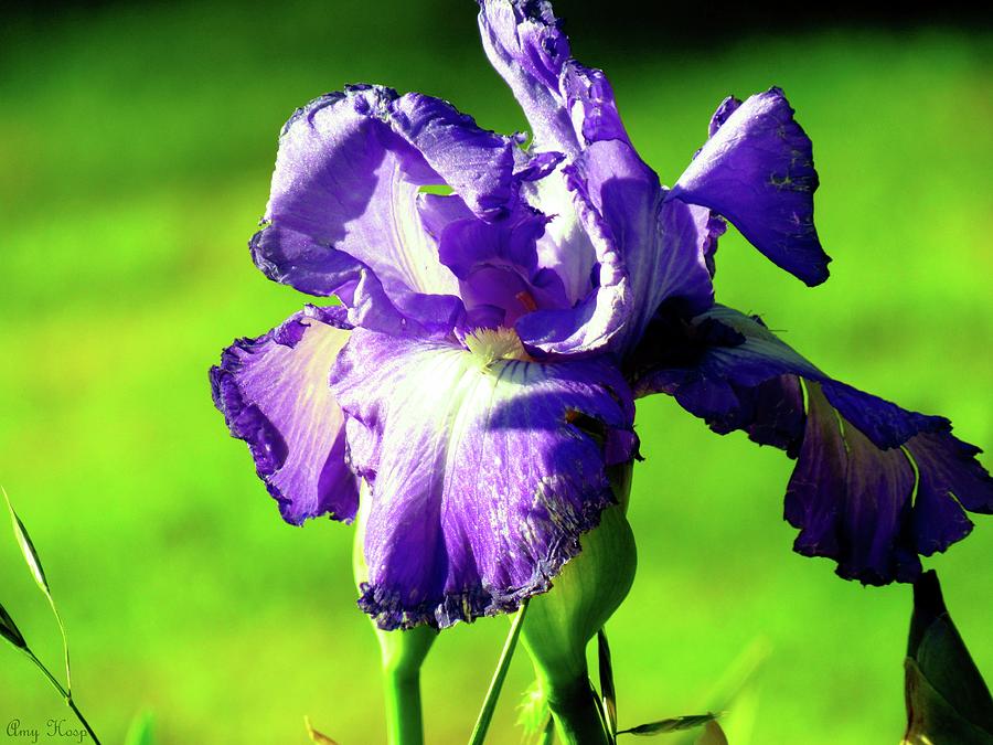 Iris Photograph - Purple Iris by Amy Hosp