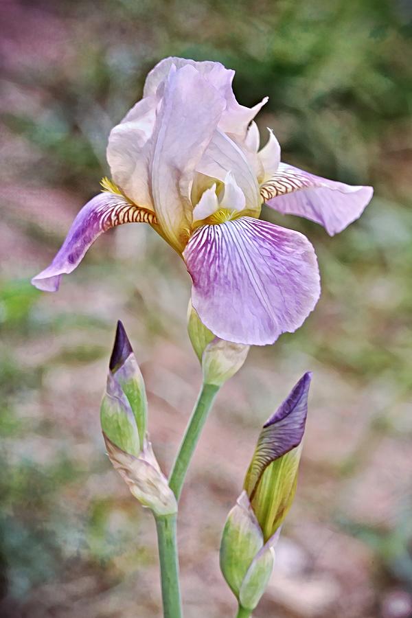Purple Iris and Buds Portrait Photograph by Gaby Ethington