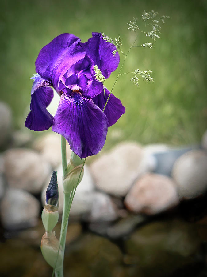 Purple Iris and Friend Photograph by Penny Lisowski