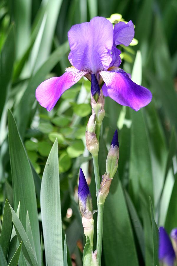 Purple Iris Photograph