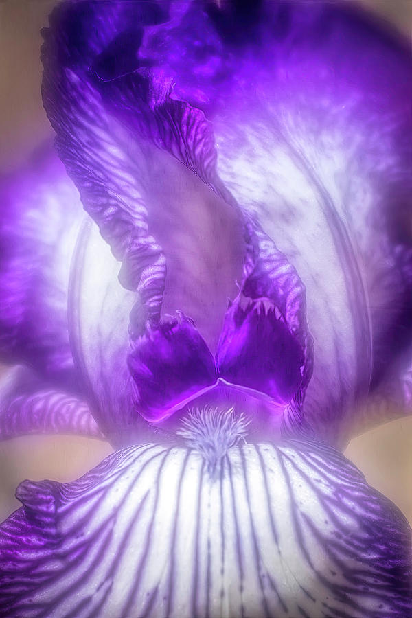Purple Iris Beauty Photograph by Teresa Wilson