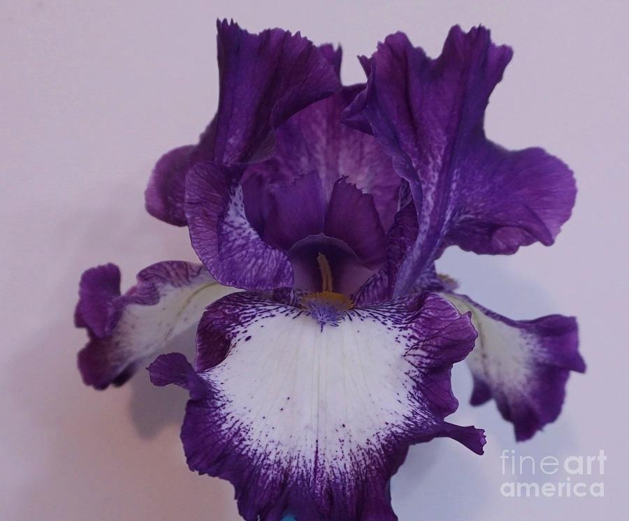 Purple Iris Bloom Photograph by Marsha Heiken