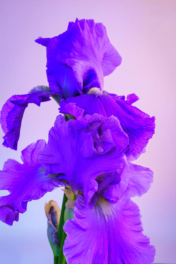 Purple Iris Blooms in Spring 2 Photograph by Lindsay Thomson