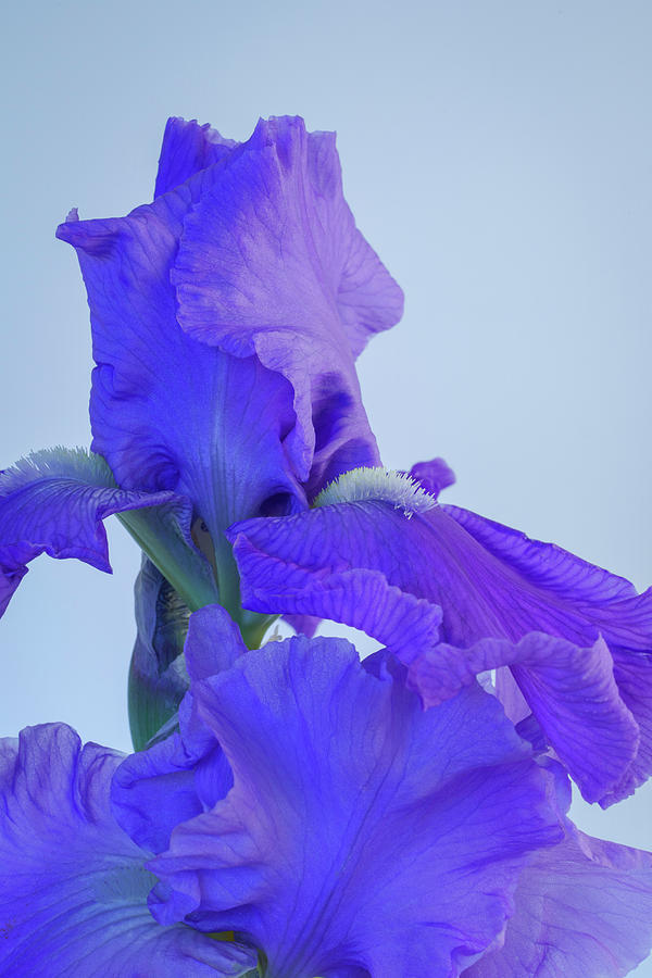 Purple Iris Blooms in Spring 5 Photograph by Lindsay Thomson