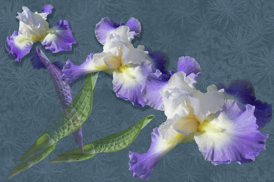 Purple Iris Bring Wisdom and Grandeur in the Language of Flowers Mixed Media by Nancy Lee Moran