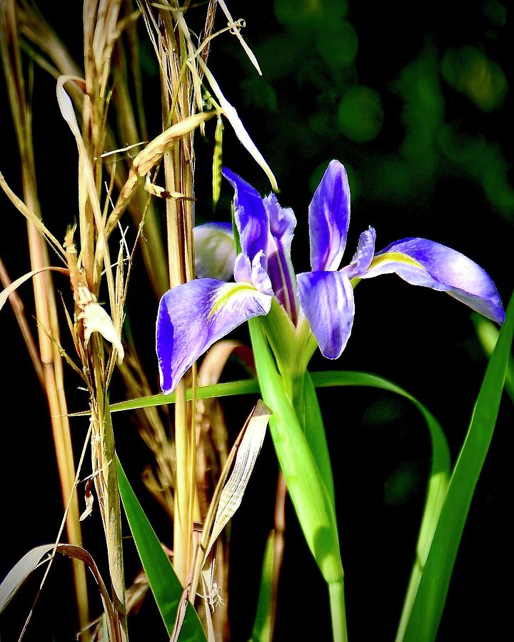 Iris Photograph - Purple Iris by Carol Bradley