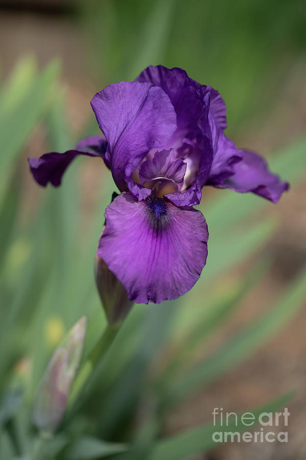 Purple Iris Photograph by Cathy Donohoue