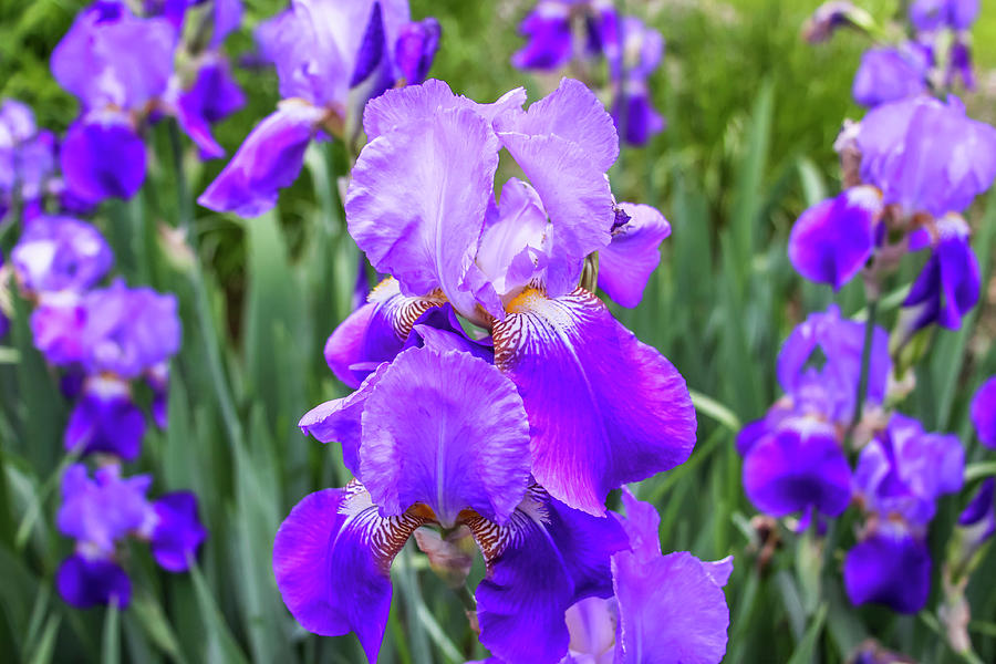 Purple Iris Photograph by Dawn Richards