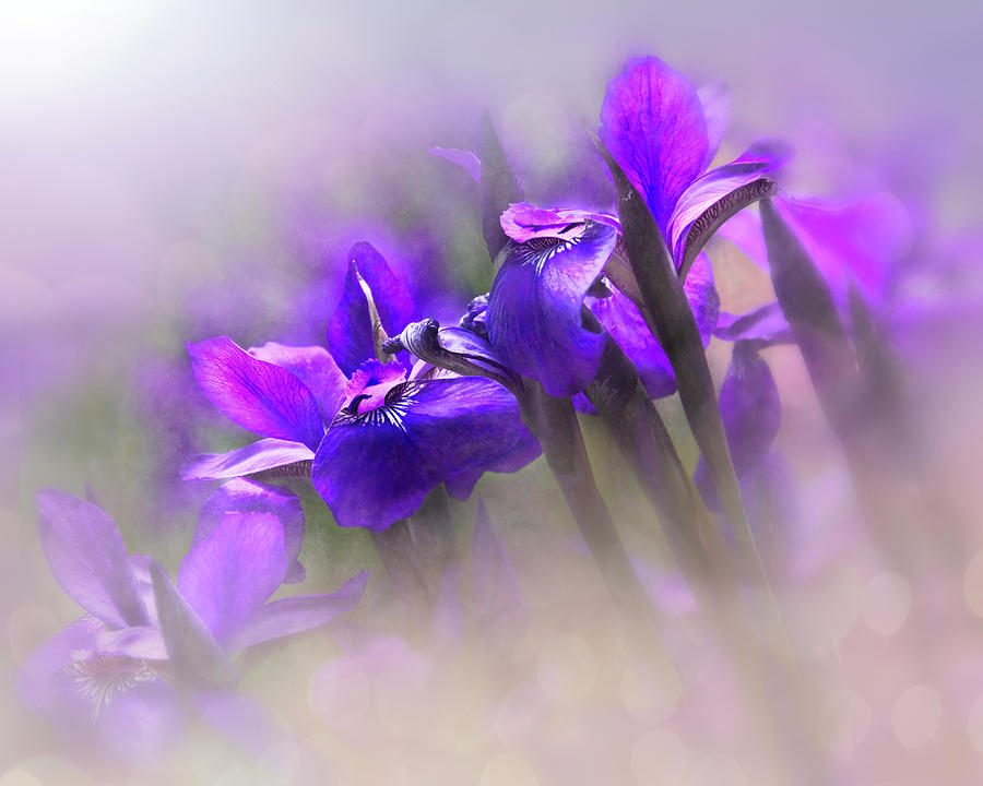 Purple Iris Dreamy Morning Flower Art  Mixed Media by Ann Powell