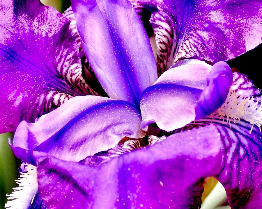 Purple Iris Photograph by Eileen Brymer