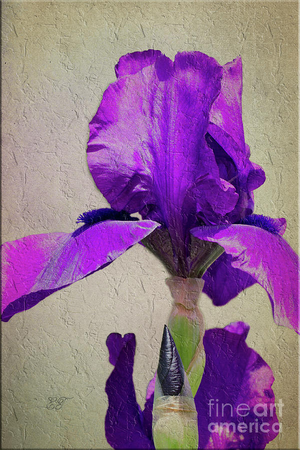 Purple Iris Photograph by Elaine Teague