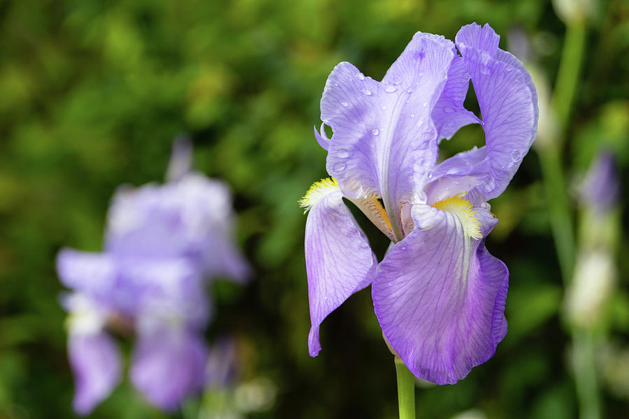 Purple iris Photograph by Fabiano Di Paolo
