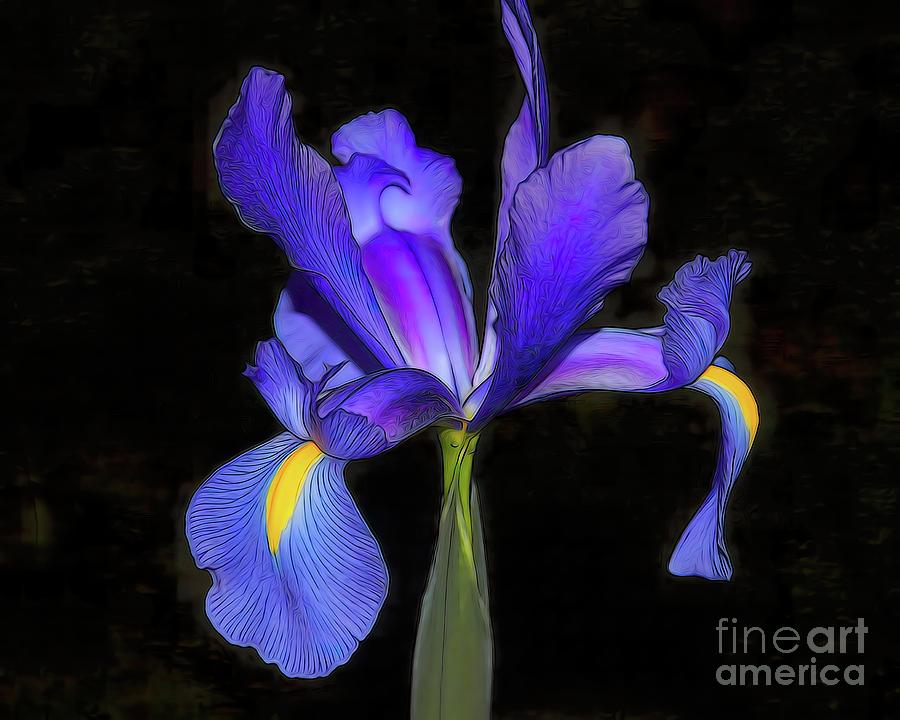 Purple Iris Flower Blossom Photograph by Scott Cameron