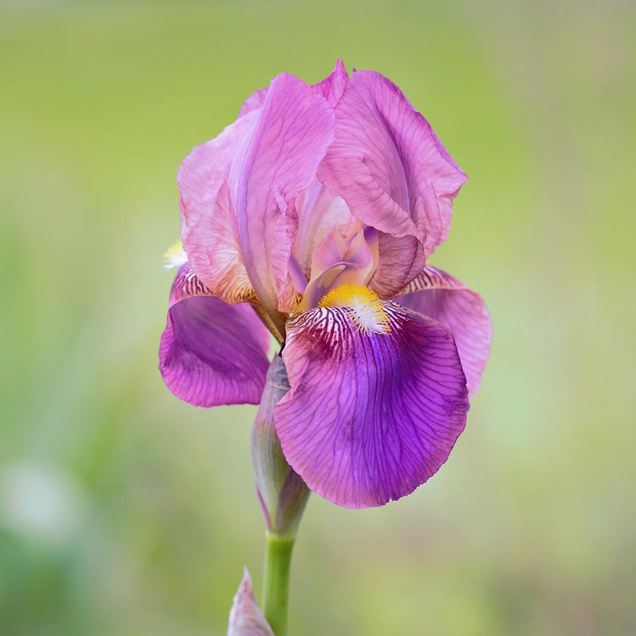 Purple Iris Flower II Photograph