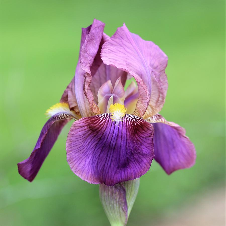 Purple Iris Flower Photograph by Joseph Skompski