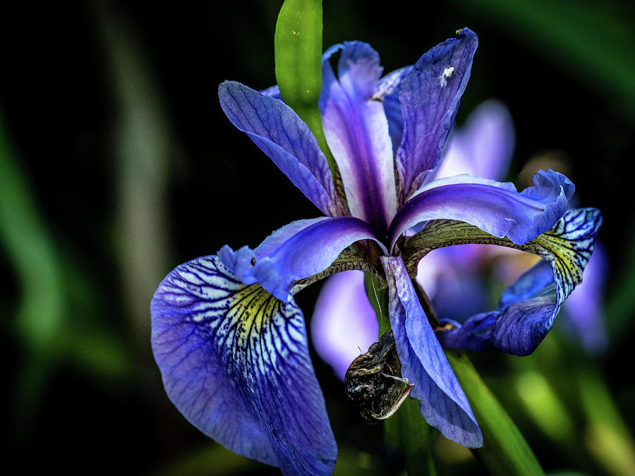 Purple Iris Flower Photograph by Louis Dallara