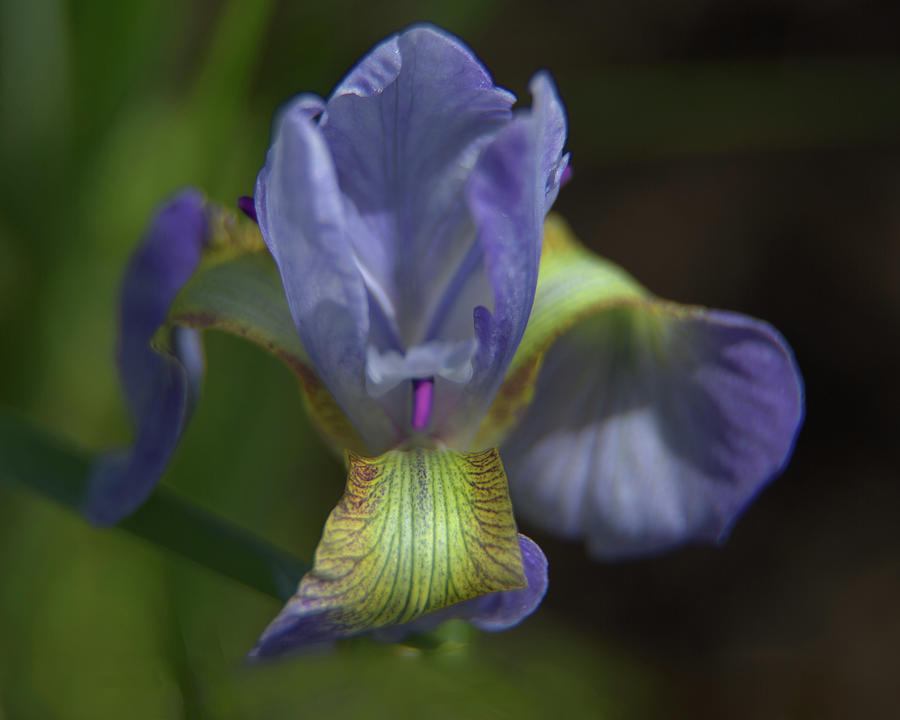 Purple Iris Flower Photograph by Loyd Towe Photography