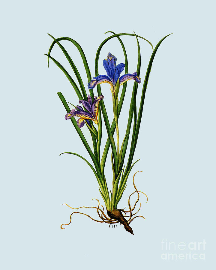 Iris Drawing - Purple Iris Flower by Madame Memento