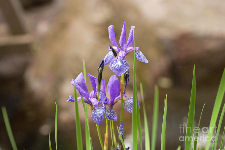 Purple Iris flower on blurred background Photograph by Bridget Mejer