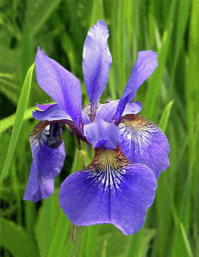 Purple Iris Flower Painted Digitally Photograph by Sandi OReilly - Pixels
