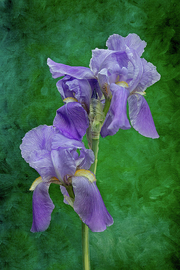 Purple Iris Flower Photograph by Patti Deters