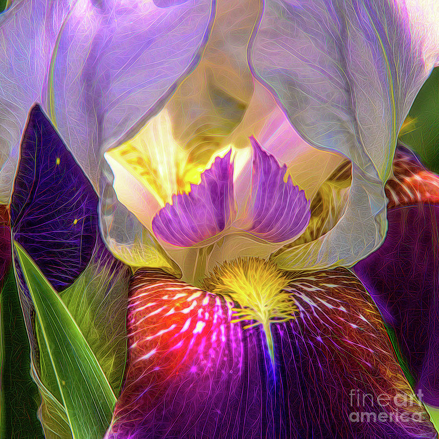 Purple Iris Flower Photograph