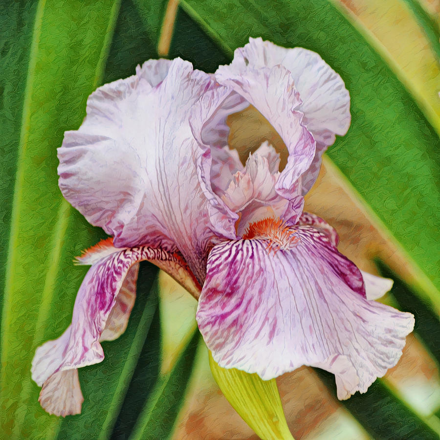 Purple Iris Flower Squared Photograph by Gaby Ethington