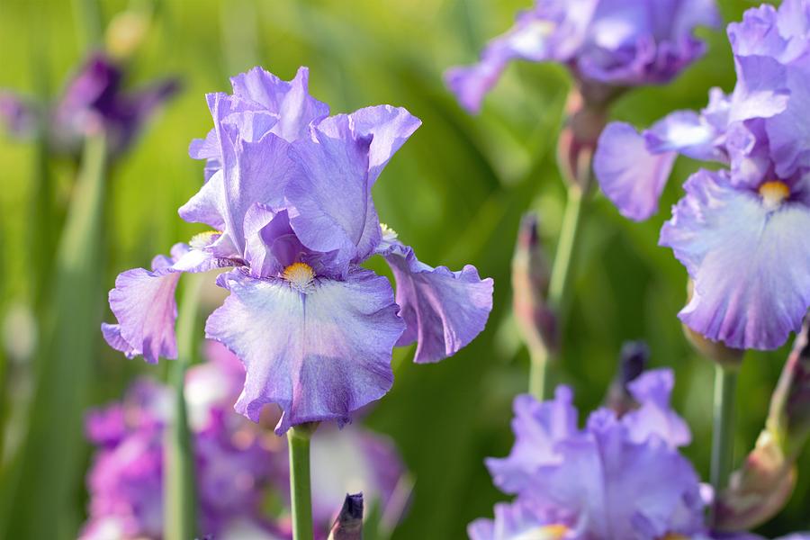 Purple Iris Flowers Photograph by Joseph Skompski