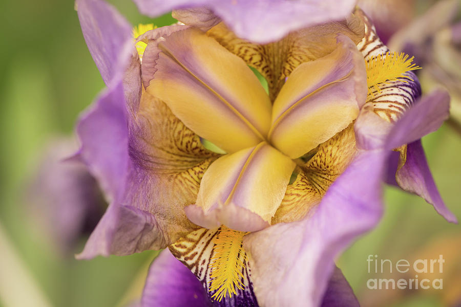 Iris Photograph - Purple Iris from the Top by Nancy Gleason