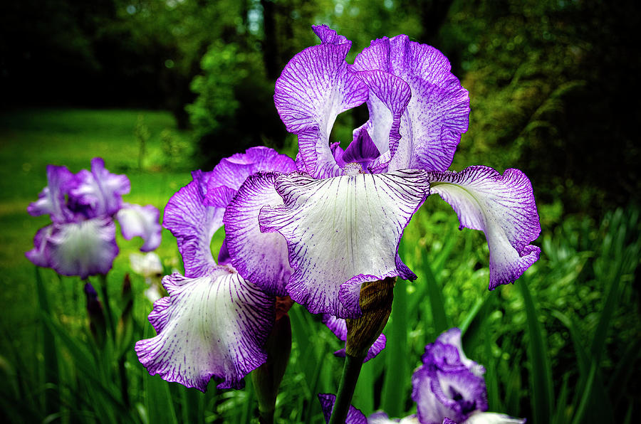 Purple Iris Photograph by Greg Reed