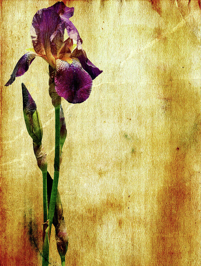 Purple Iris, Grunge. Photograph