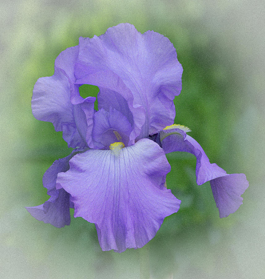 Purple Iris III Photograph by Len Bomba